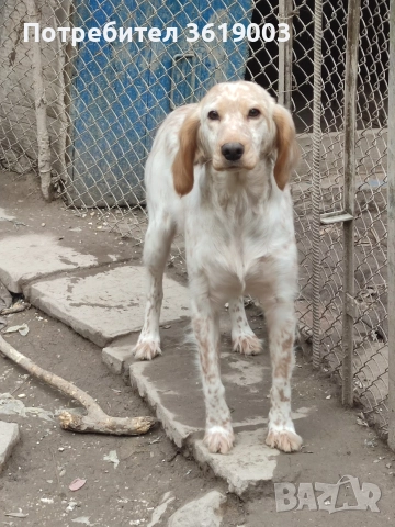 Английски сетер 