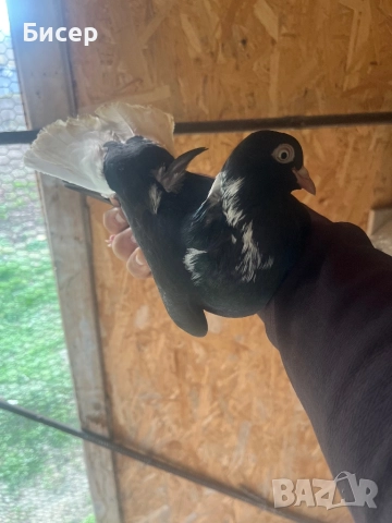 Търговишки гълъби, снимка 5 - Гълъби - 52495923