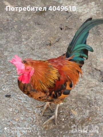 Декоративно петле, снимка 2 - Кокошки и пуйки - 52681057