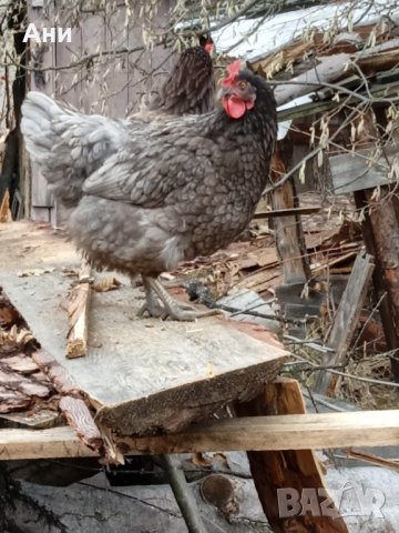 Био яйца от домашни щастливи кокошки в планинско село, снимка 11 - Домашни продукти - 43290905