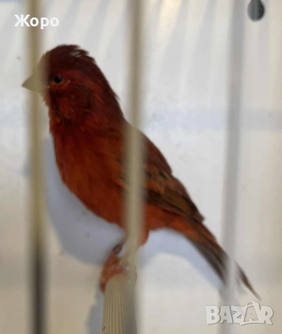 Продавам чифт , снимка 2 - Канари - 52343879