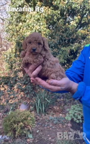 Пуделчета Той Доставка , снимка 1