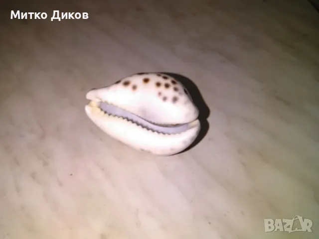 Aries Зодия овен ръчно правена морска раковина 77х53мм Н-45мм, снимка 5 - Декорация за дома - 48428137