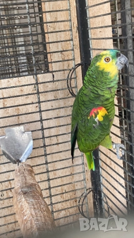 Мъжка синьо чела амазона , снимка 1