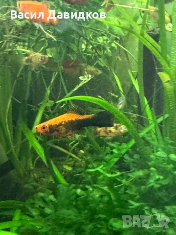 Хелер , Молинезия , Плата , Гупа , Комети, снимка 2 - Рибки - 51515705