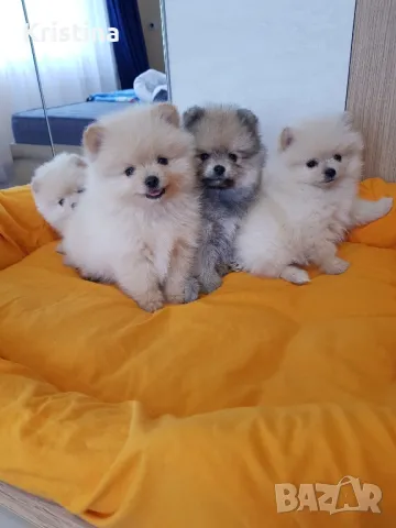 Померан померани померанчета Гр. София , снимка 4 - Померан - 49137702