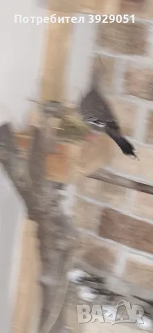 Продавам Австралийски качулати, снимка 8 - други­ - 49866843