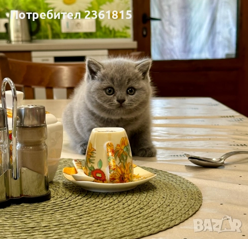 Чистокръвни сини британчета, снимка 14 - Британска късокосместа - 52651148