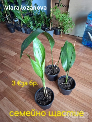 Различни цветя, снимка 5 - Стайни растения - 53278464