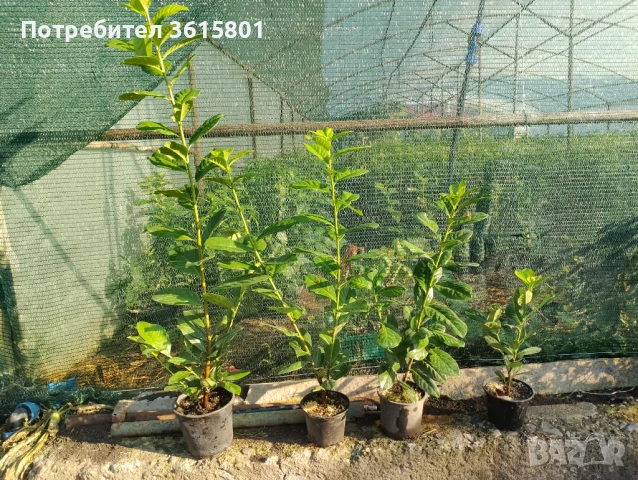 Лавровишна новита 4лв