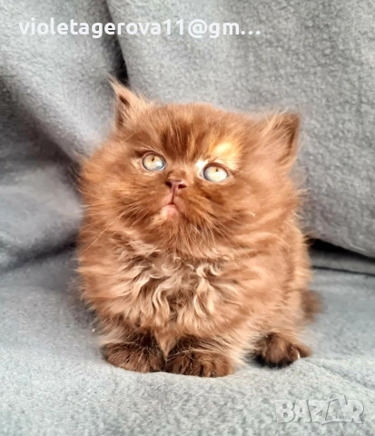 британски котки, снимка 6 - Британска късокосместа - 53479911