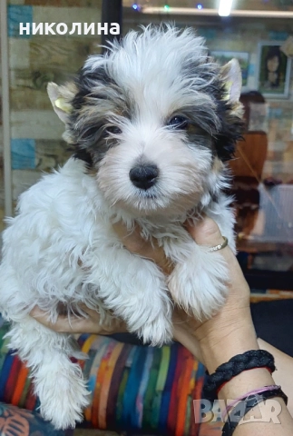 Продавам Йоркширски териер , снимка 5 - Йоркширски териер - 52706932