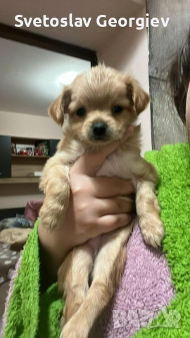 чихуахуа, снимка 4 - Чихуахуа - 53418492