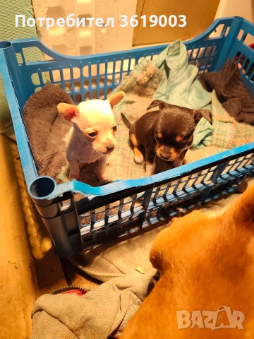 Той пинчер, мини ( джобен ) пинчер , снимка 11 - Пинчер - 53306474