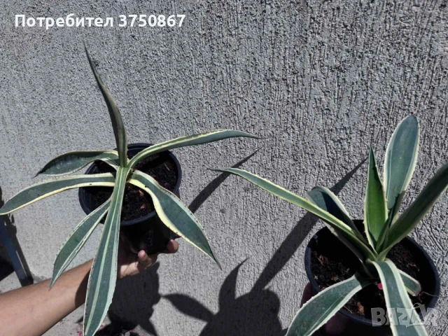 🌿 💞🌼 Столетник (Agave americana ‘Variegata’), снимка 4 - Градински цветя и растения - 51013751