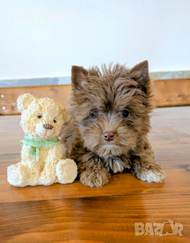 Продавам мини-йорки шоколадово мерле момиче, снимка 3 - Йоркширски териер - 53492257