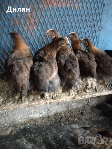 Катунски пилета, снимка 2 - Кокошки и пуйки - 52511770