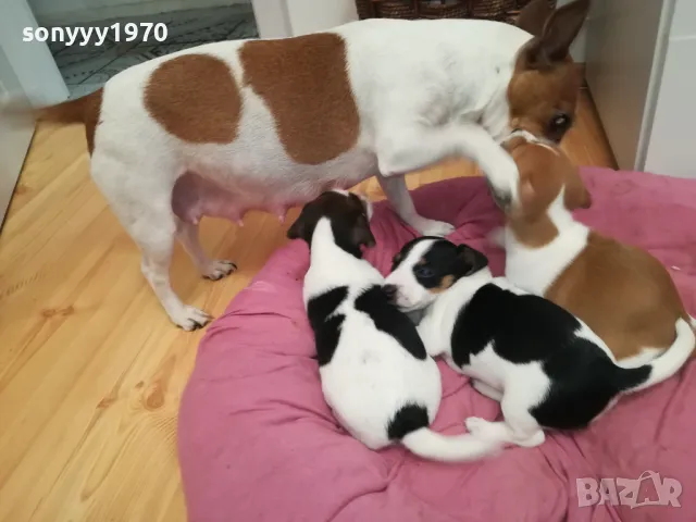 джакове-бебета с първа ваксина и паспорт 0502251824, снимка 2 - Джак ръсел териер - 48981730