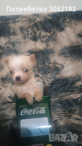 Свободни момчета чихуахуа 
