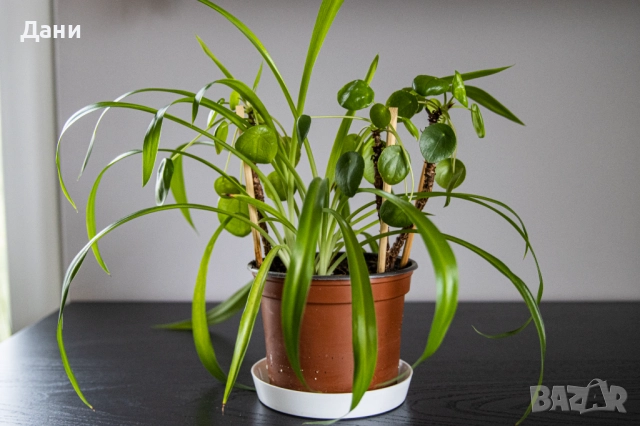 🌿 Китайска паричка (Pilea peperomioides) + Хлорофитум (Chlorophytum comosum) в едно 🌿, снимка 10 - Стайни растения - 52061152