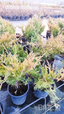 Хвойна Старо Злато, Juniperus Old Gold, вечнозелен и студоустойчив, снимка 9 - Градински цветя и растения - 39205397