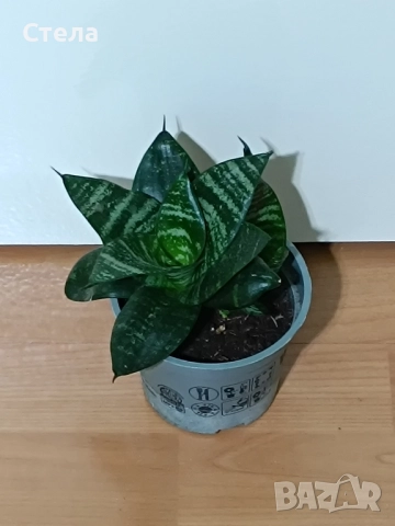 Пасифлора, бял Бенджамин, Сансевиера, мексиканска мента, Копривка , снимка 4 - Градински цветя и растения - 51170707