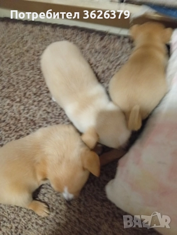 Продавам пинчери 