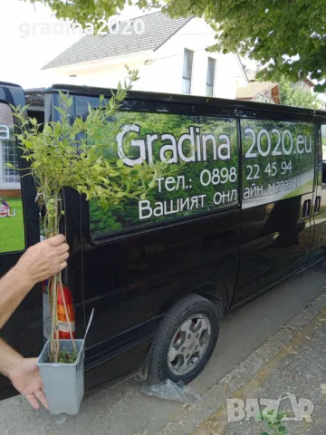 Жасмин - Студоустойчив, снимка 2 - Разсади - 49214945