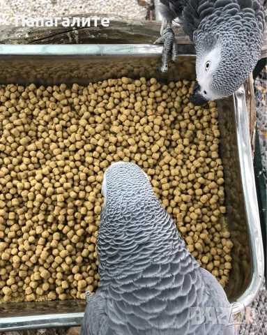 Папагали Жако- Конго, снимка 7 - Папагали - 52346276