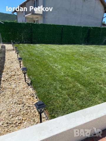 Тревен чим , снимка 8 - Градински цветя и растения - 51528828