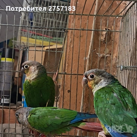 продавам папагал пирура, снимка 2 - Папагали - 52556830