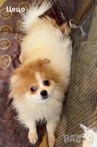 Померан момче , снимка 3 - Померан - 52790454