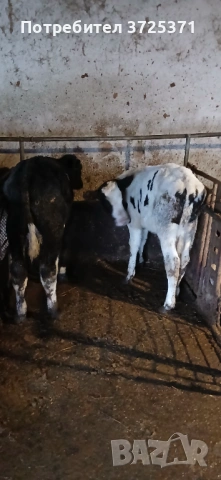 Продавам 2бр мъжки телета , снимка 7 - Крави - 53295775