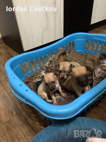 Пясъчни Мини Пинчери , снимка 2 - Пинчер - 52508096