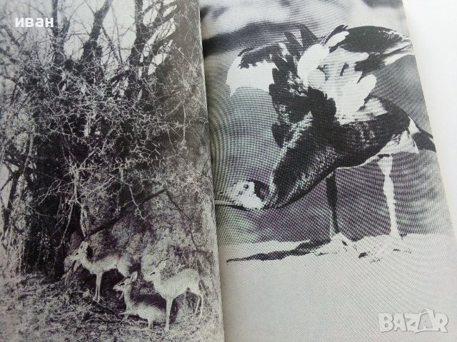 Сред Животните на Африка - Б.Гжимек - 1982г., снимка 4 - Други - 37815688