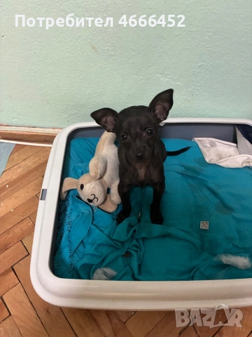 Мини пинчер