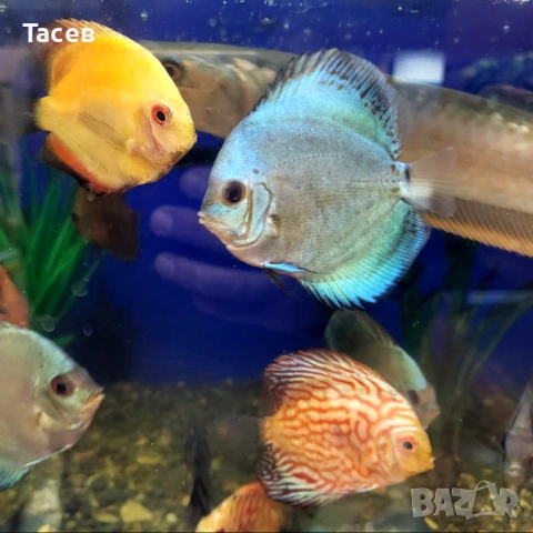 Дискуси 6-7см