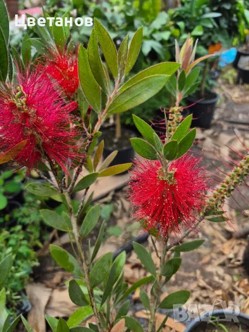 Калистемон, снимка 1