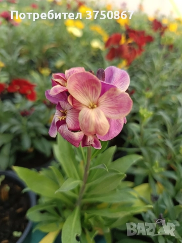 💚🩷💚 Шибой - Sugar Rush Mix, снимка 10 - Градински цветя и растения - 52084869