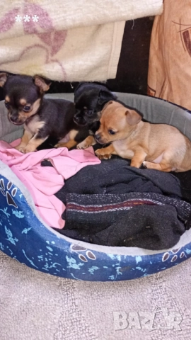 Продавам чихупинчерчета