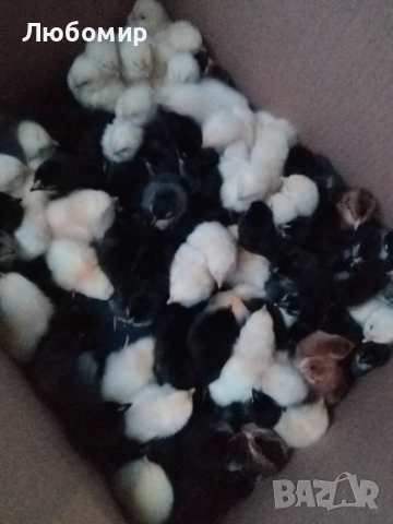 Записвам за ярки на 1 месец, снимка 4 - други­ - 53601862