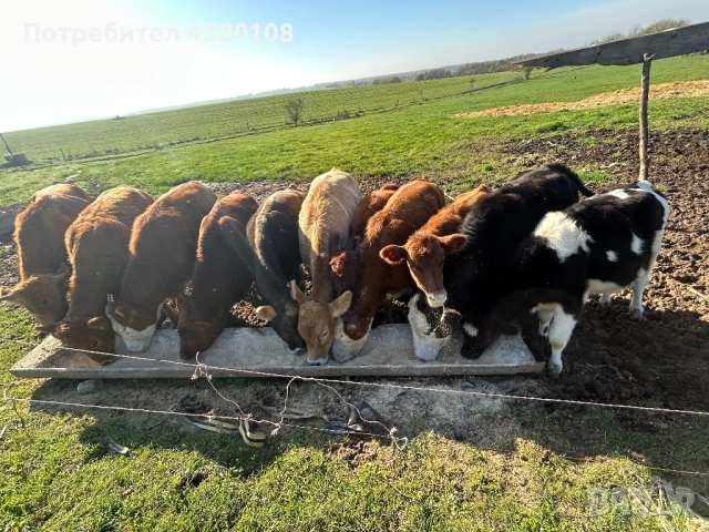 Свободни телета