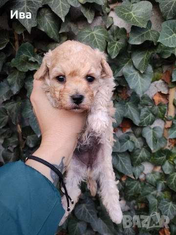 той пудел/пудел, снимка 4 - Пудели - 51010460