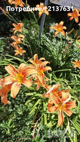 Корени ХЕМЕРОКАЛИС , снимка 1