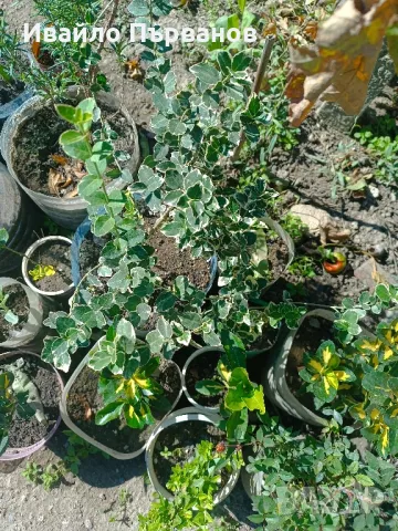 Японски чашкодрян, Euonymus japonicus, снимка 11 - Градински цветя и растения - 29283061