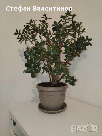 дървото на живота/ Красула 