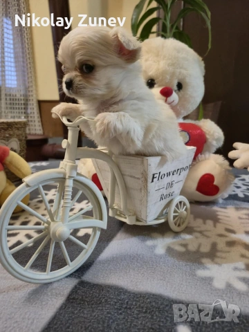 Две момчета Чихуахуа , снимка 2 - Чихуахуа - 53324076