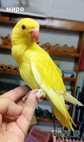 Бебета Малък Александър, ръчно хранени!, снимка 7 - Папагали - 50318040