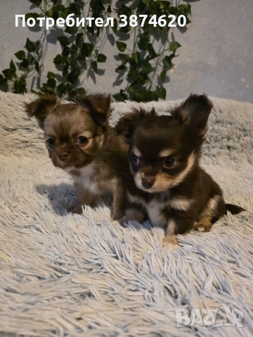 чихуахуа момченца , снимка 3 - Чихуахуа - 53389402