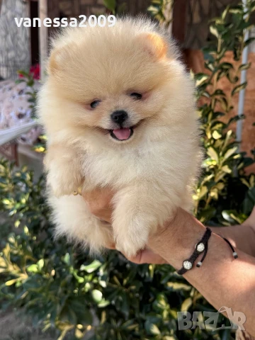 Померани , снимка 3 - Померан - 39236008